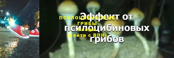 прущие грибы Абинск